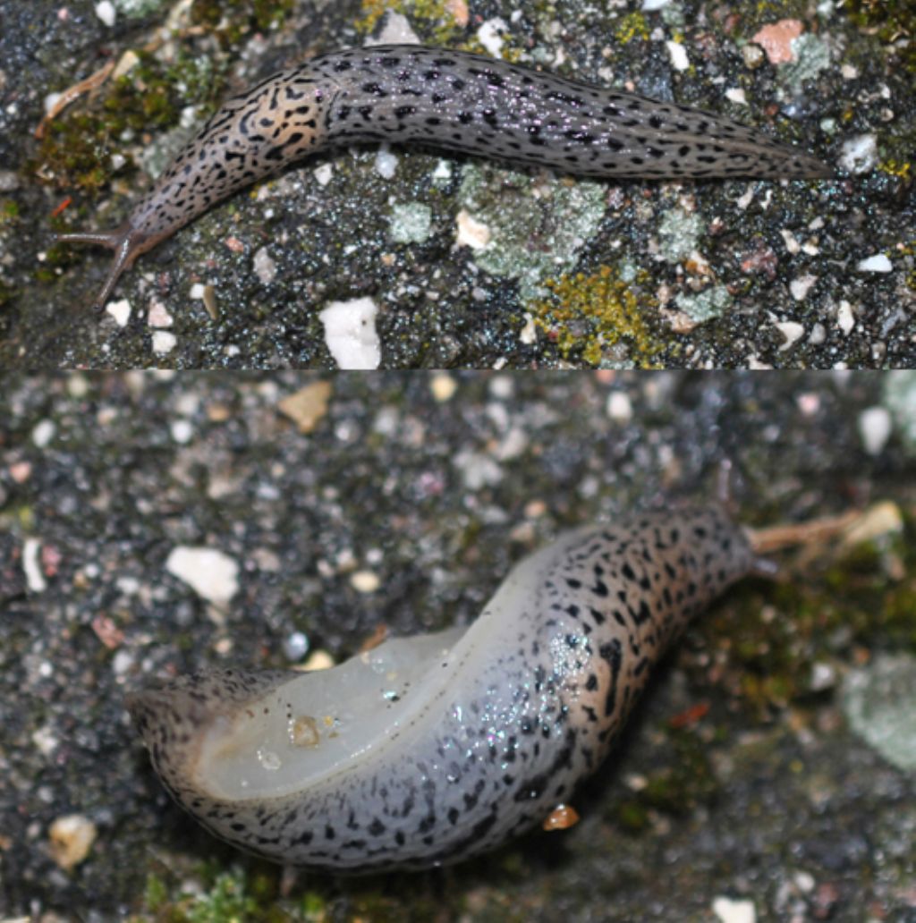 Limax maximus da Castelnovo di Sotto (RE)